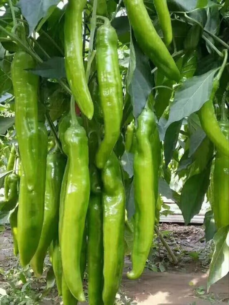 尖椒苗