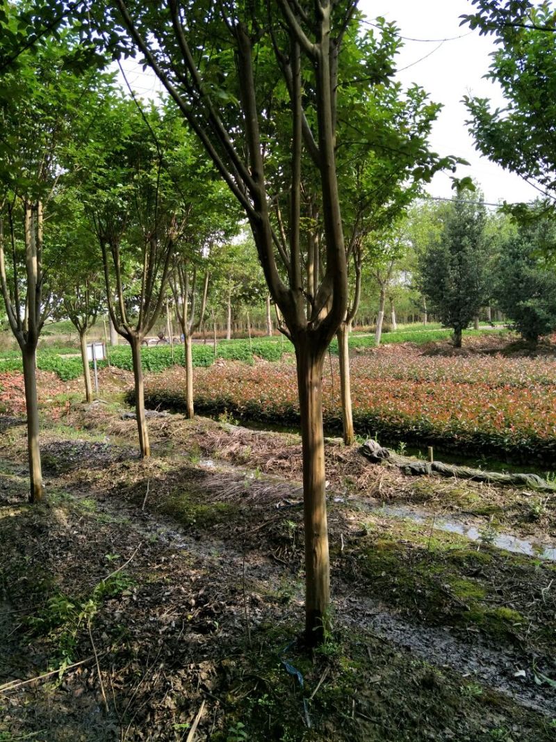 速生紫薇7cm