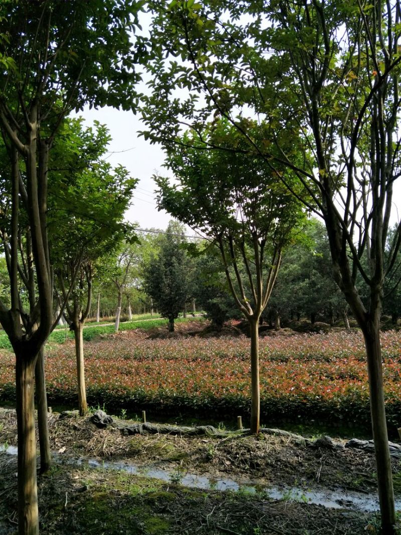 速生紫薇7cm