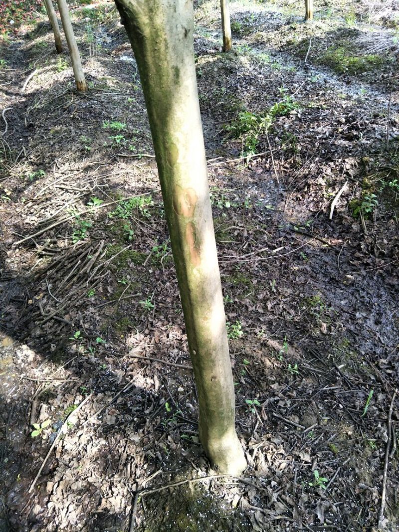 速生紫薇7cm