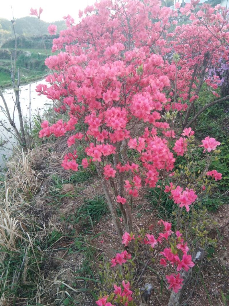 映山红树桩10~15cm