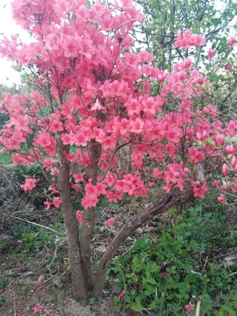 映山红树桩10~15cm