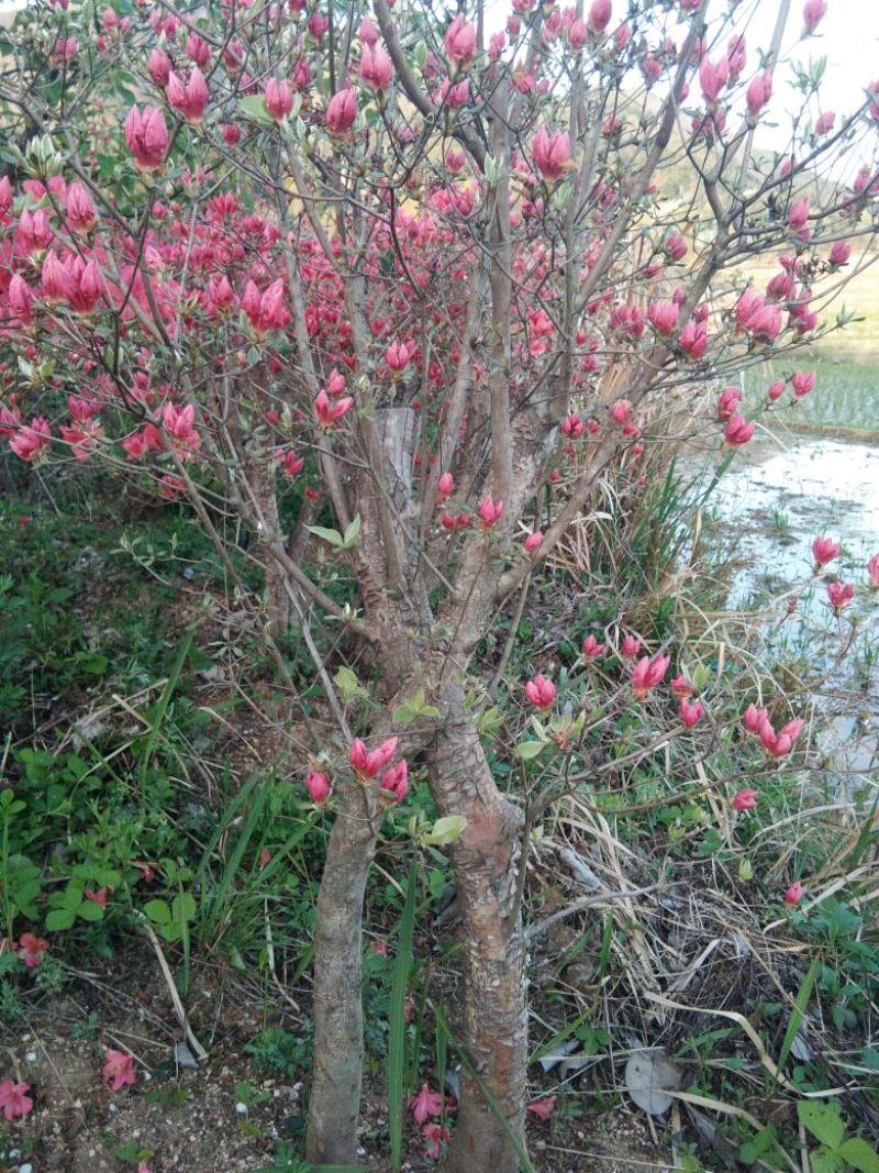 映山红树桩10~15cm