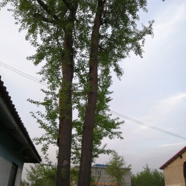银杏树18~20cm0.5~1米1~2米