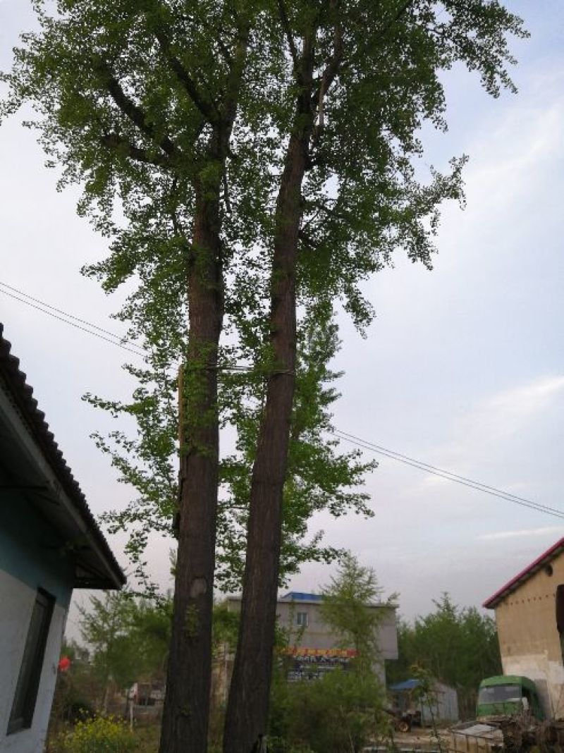 银杏树18~20cm0.5~1米1~2米