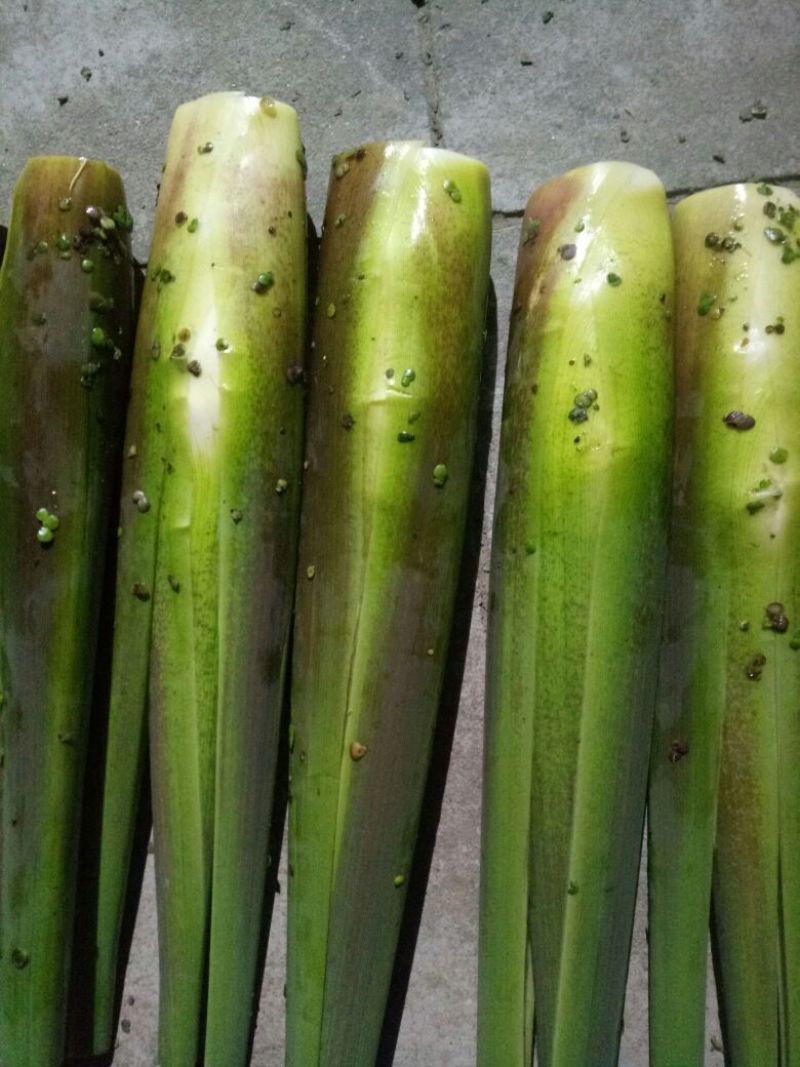 茭白种苗
