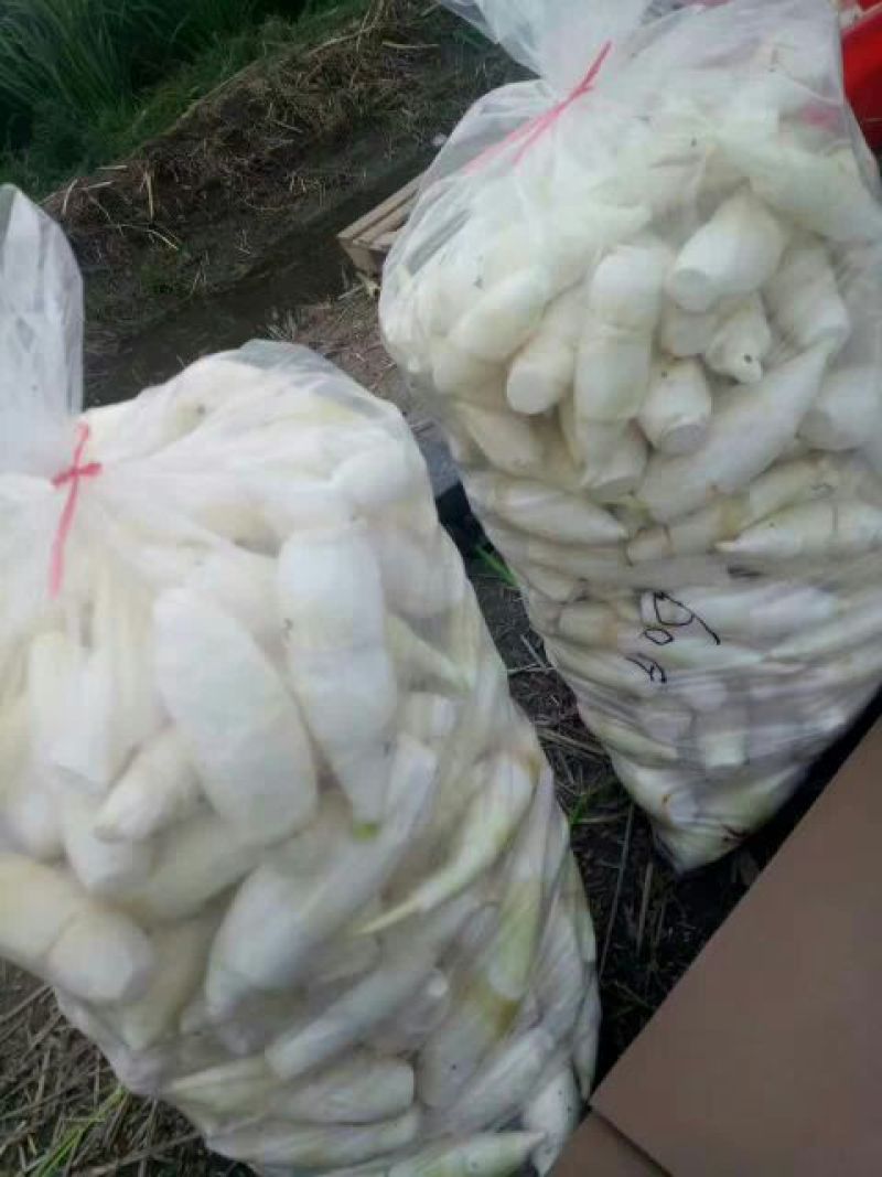 茭白种苗