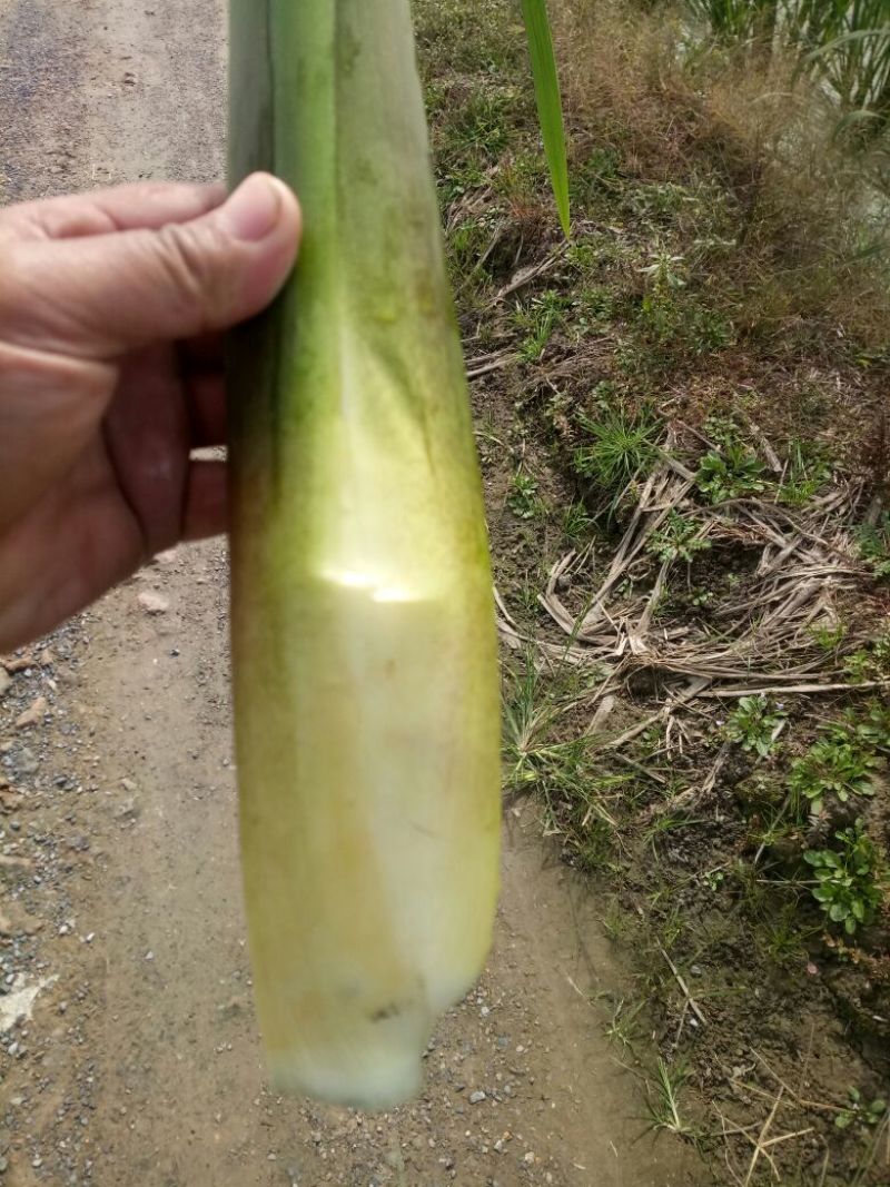茭白种苗