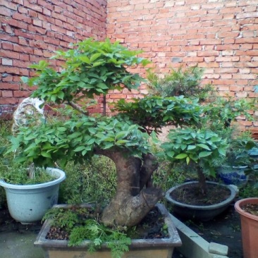 黄杨盆景带盆栽好80~110cm