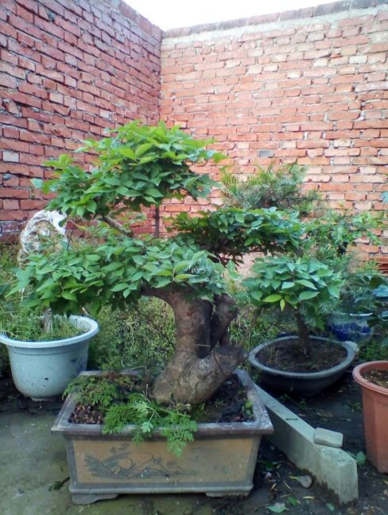 黄杨盆景带盆栽好80~110cm