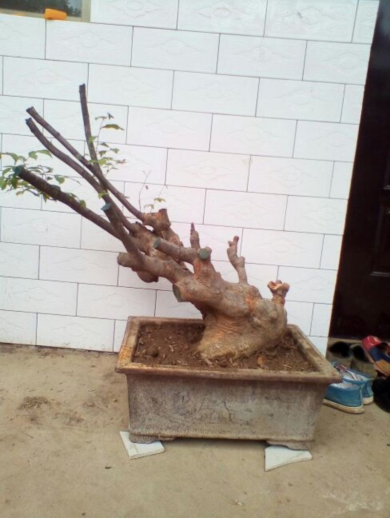 黄杨盆景带盆栽好80~110cm