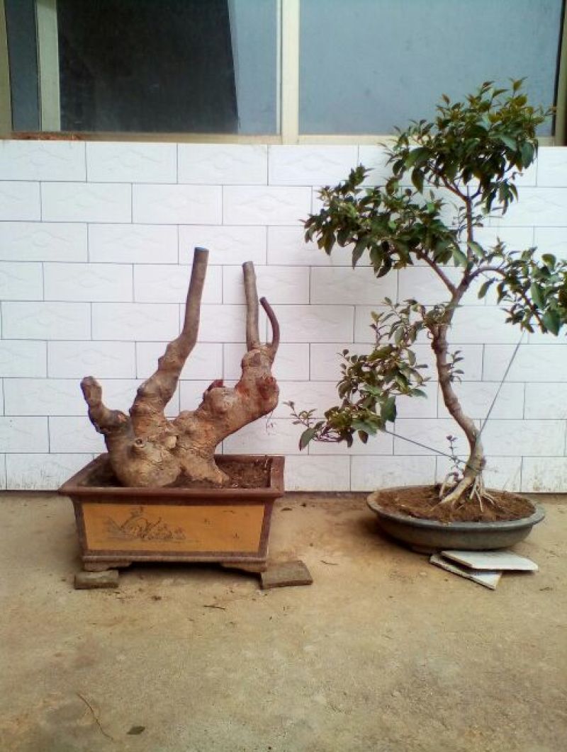 黄杨盆景带盆栽好80~110cm
