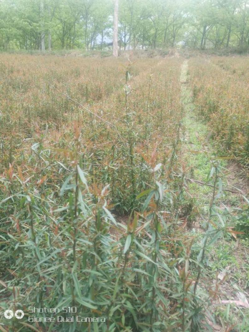 木瓜树苗51~80cm