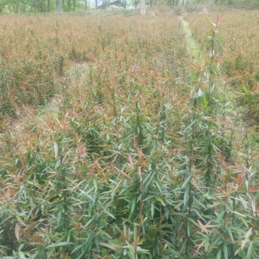 木瓜树苗51~80cm