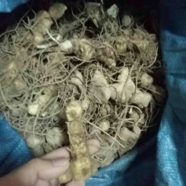 姜型多花黄精茎块，野生货，大小都有，小个子种芽头苗