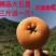 大五星枇杷0.8~1两