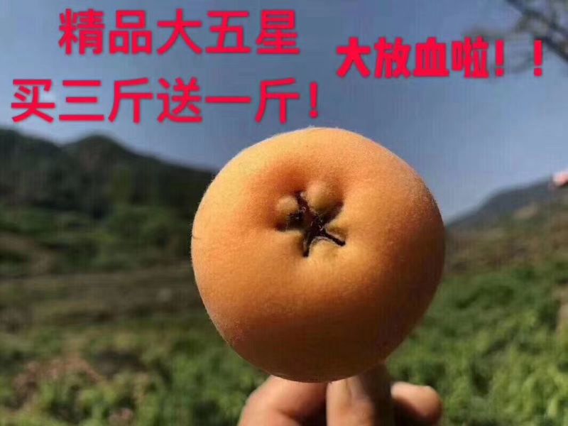 大五星枇杷0.8~1两
