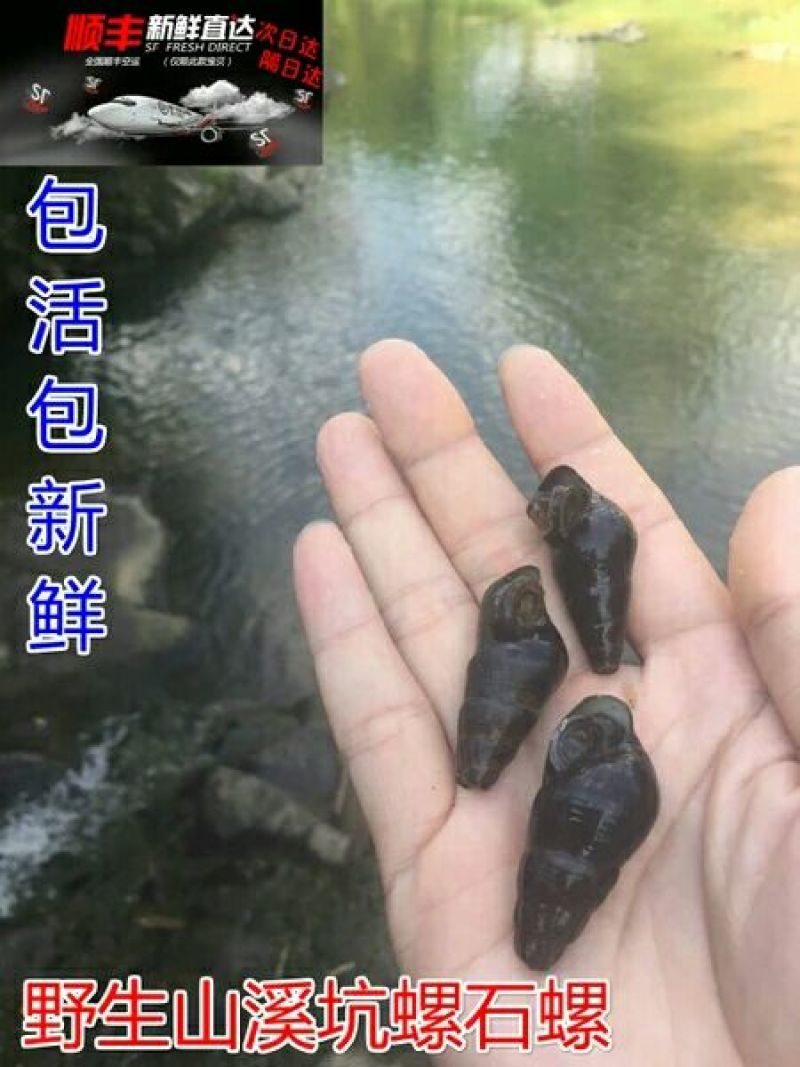 山坑螺