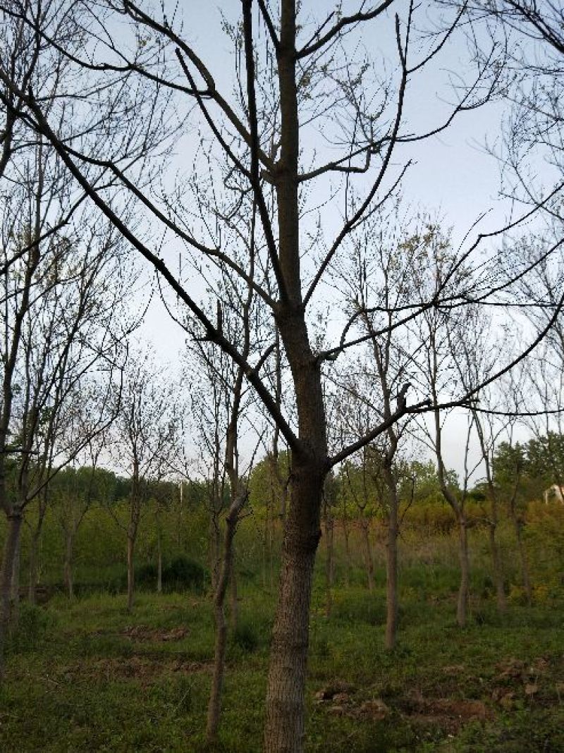 乌桕3.5~4m10~12cm