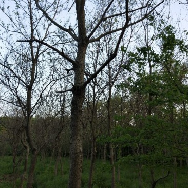 乌桕3.5~4m10~12cm