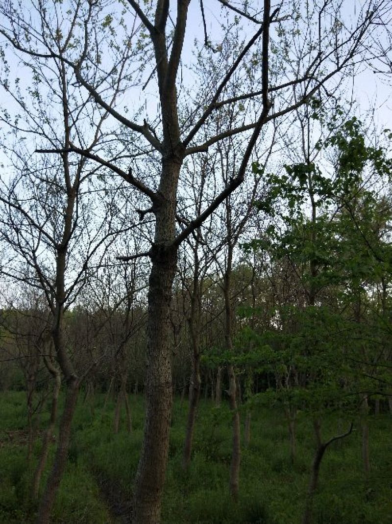 乌桕3.5~4m10~12cm