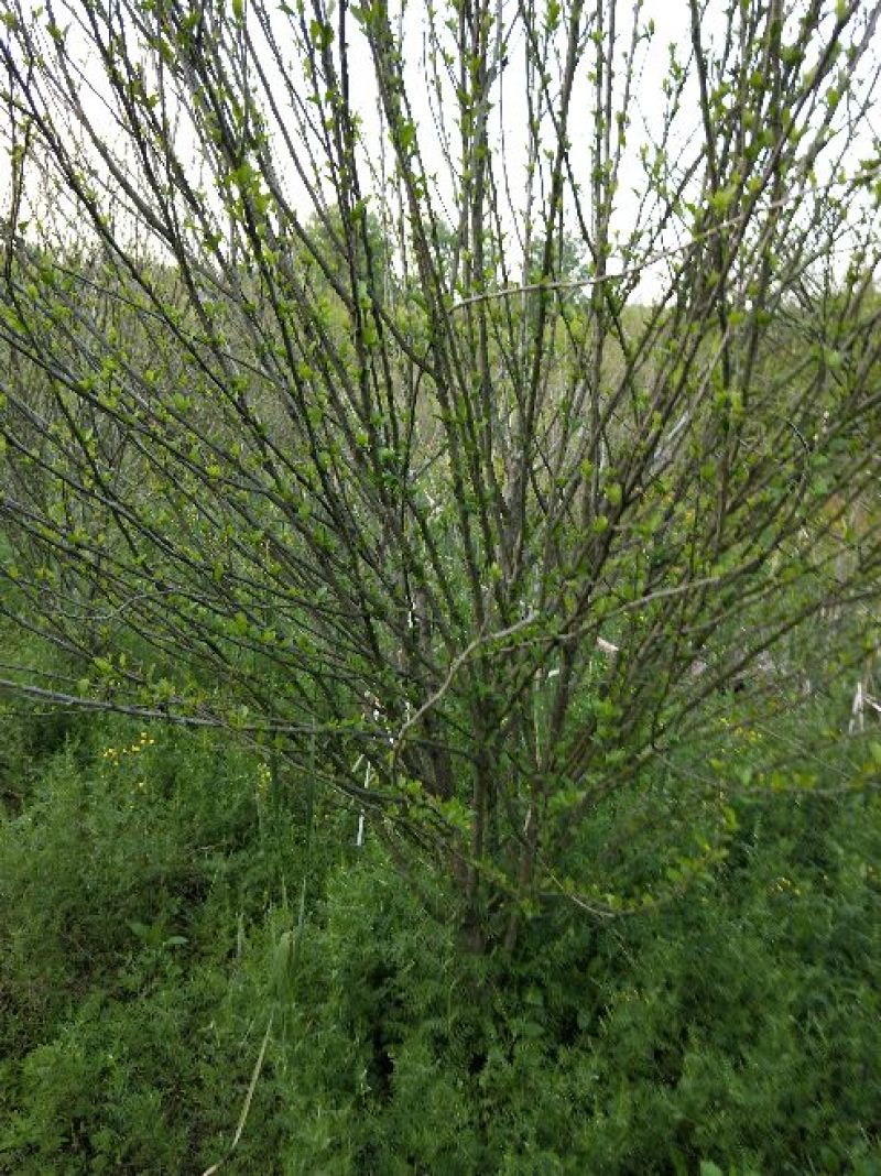 木槿4~6cm4~6cm1.5~2米