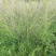 木槿4~6cm4~6cm1.5~2米