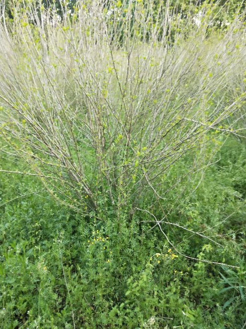 木槿4~6cm4~6cm1.5~2米
