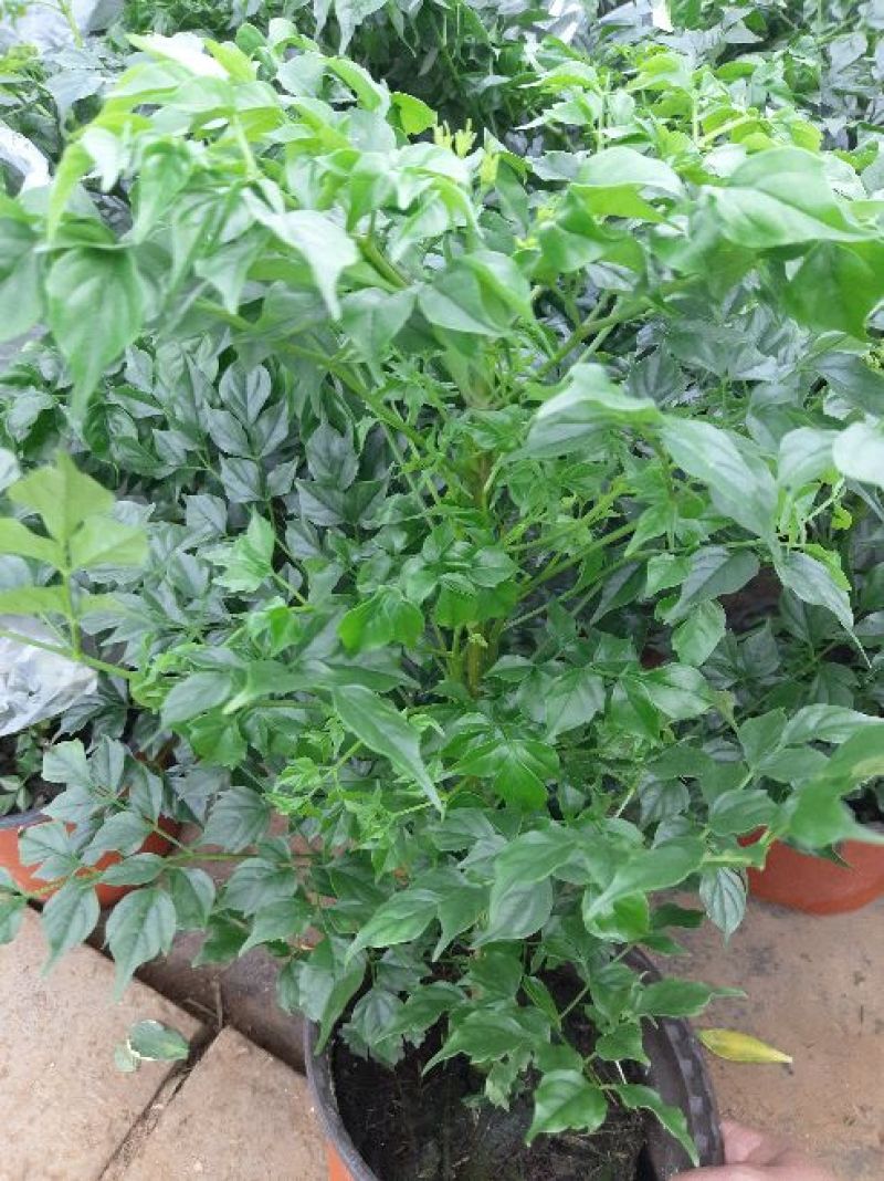 幸福树30~50cm