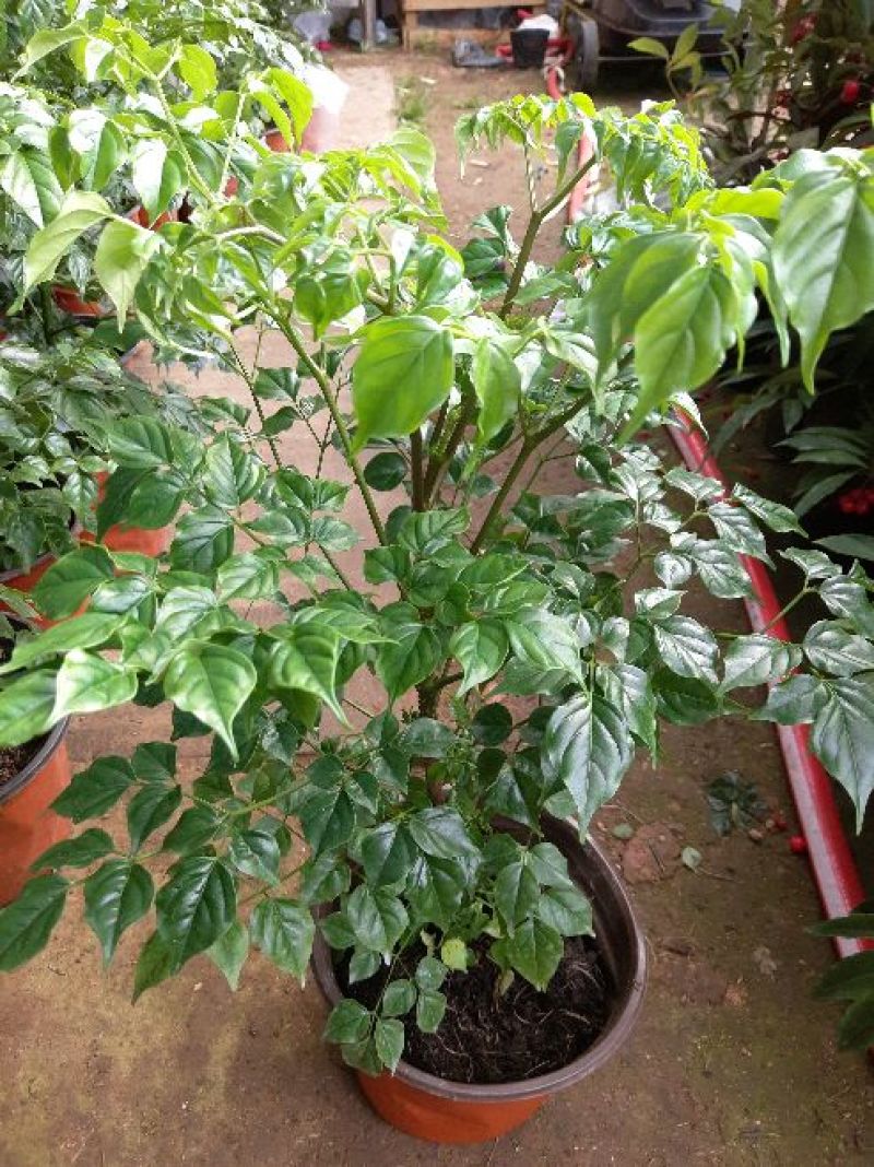 幸福树30~50cm