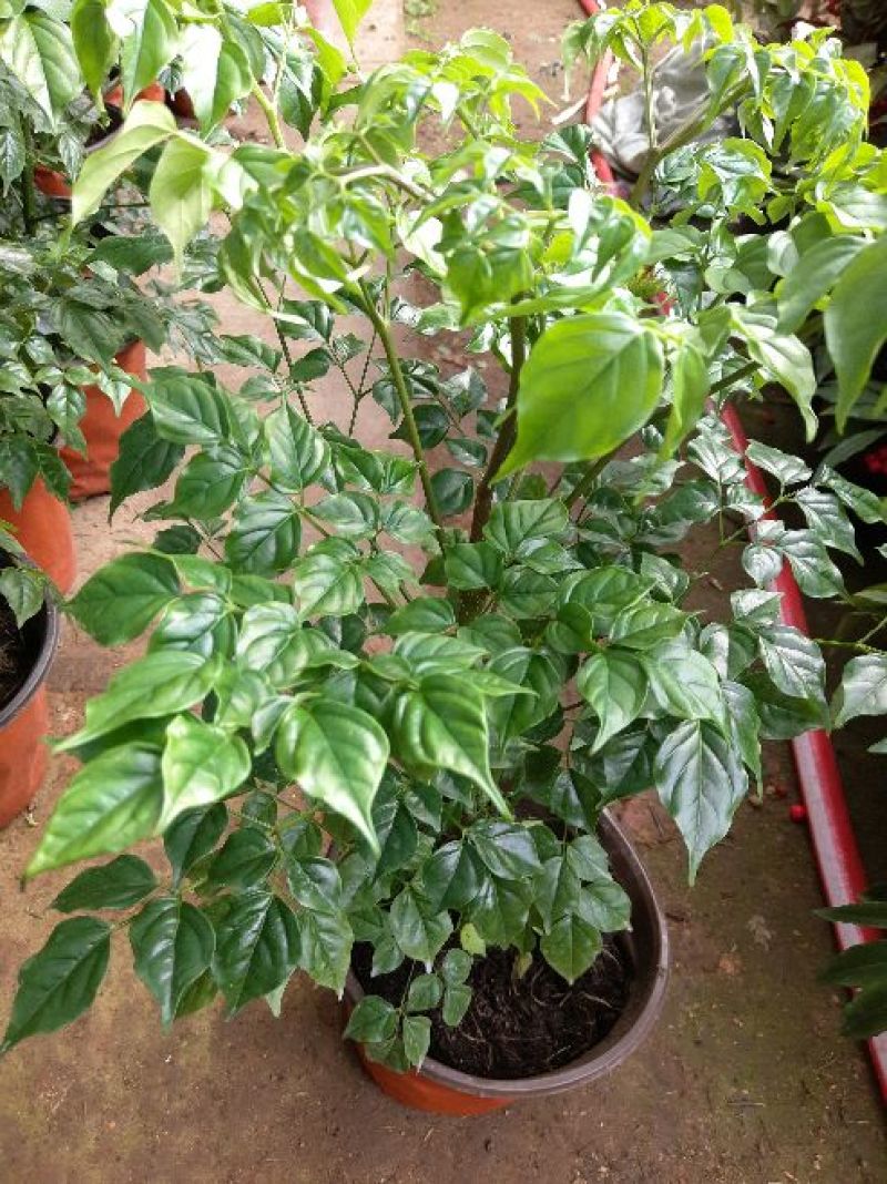幸福树30~50cm