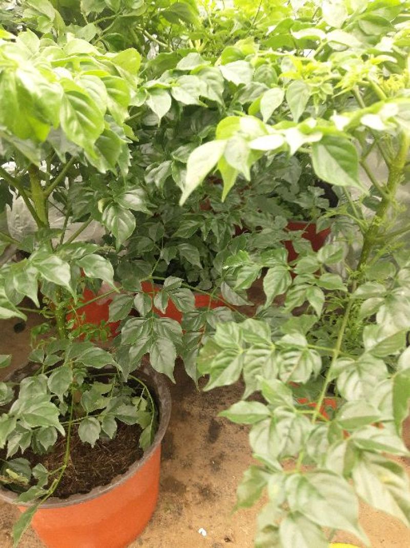 幸福树30~50cm