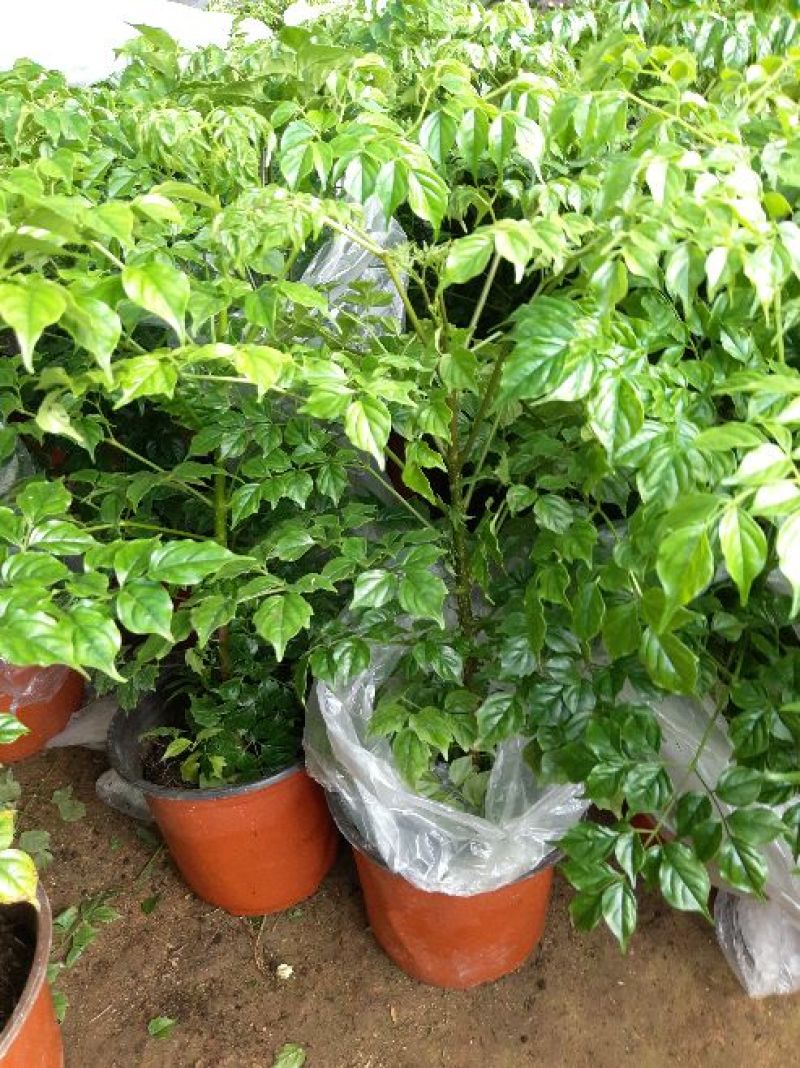 幸福树30~50cm