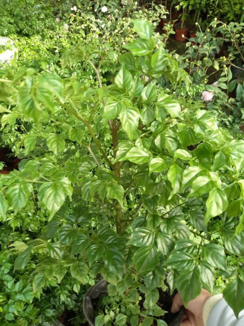 幸福树30~50cm