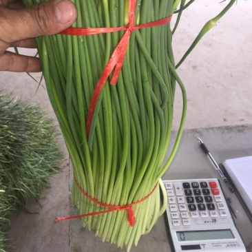 白帽蒜薹通货50~60cm