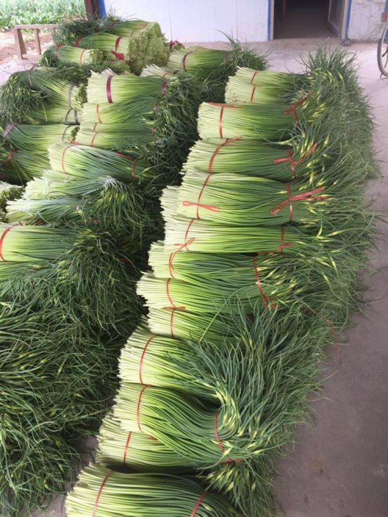 白帽蒜薹通货50~60cm