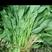 高杆菠菜35~40厘米，现已上市，质量好，叶绿无斑点。