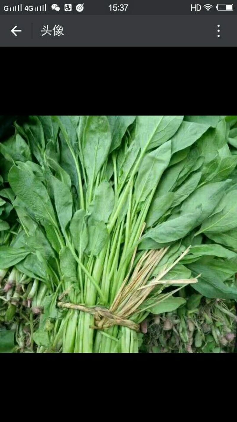高杆菠菜35~40厘米，现已上市，质量好，叶绿无斑点。