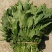 高杆菠菜35~40厘米，现已上市，质量好，叶绿无斑点。
