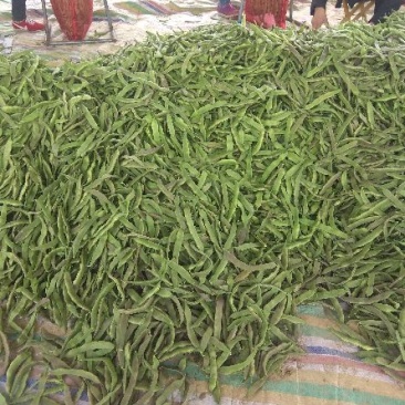 油豆角15厘米以上