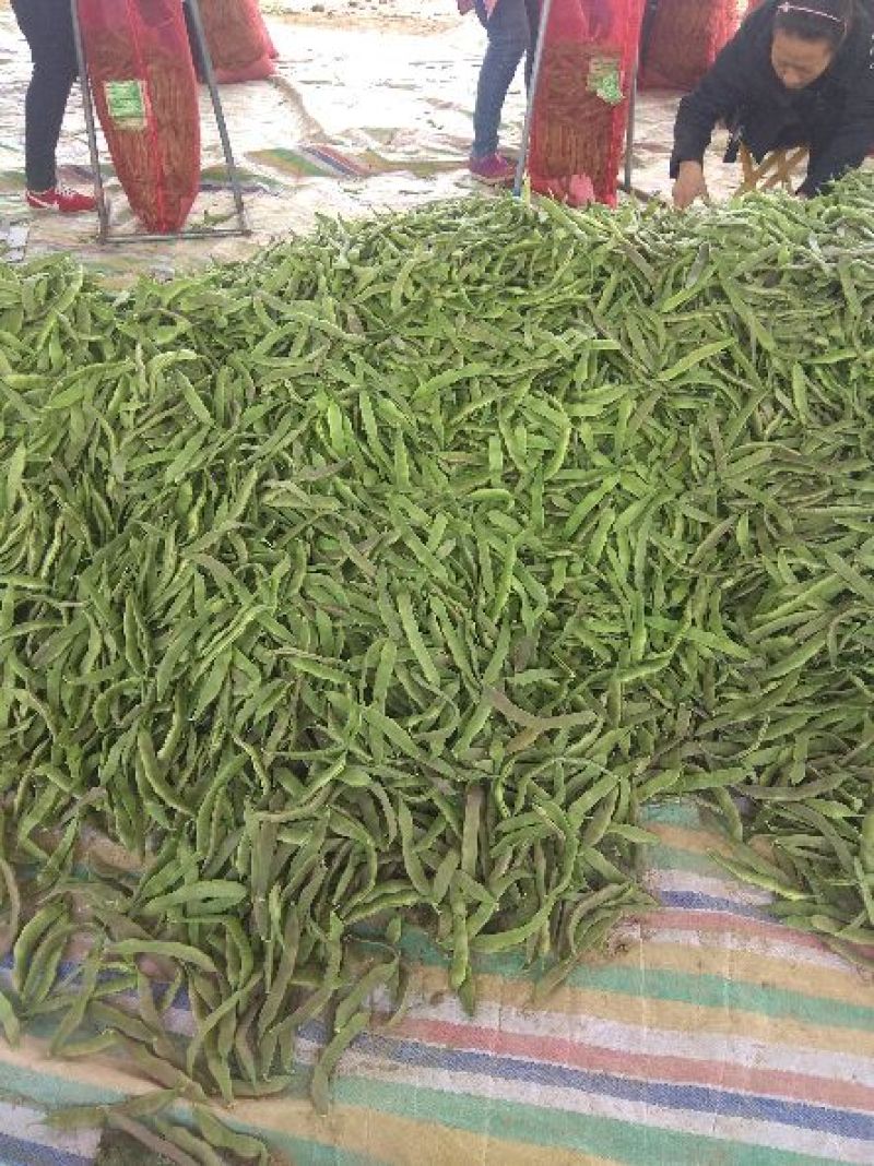 油豆角15厘米以上