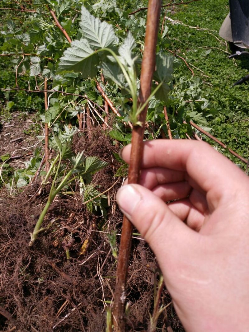 树莓苗50~80cm