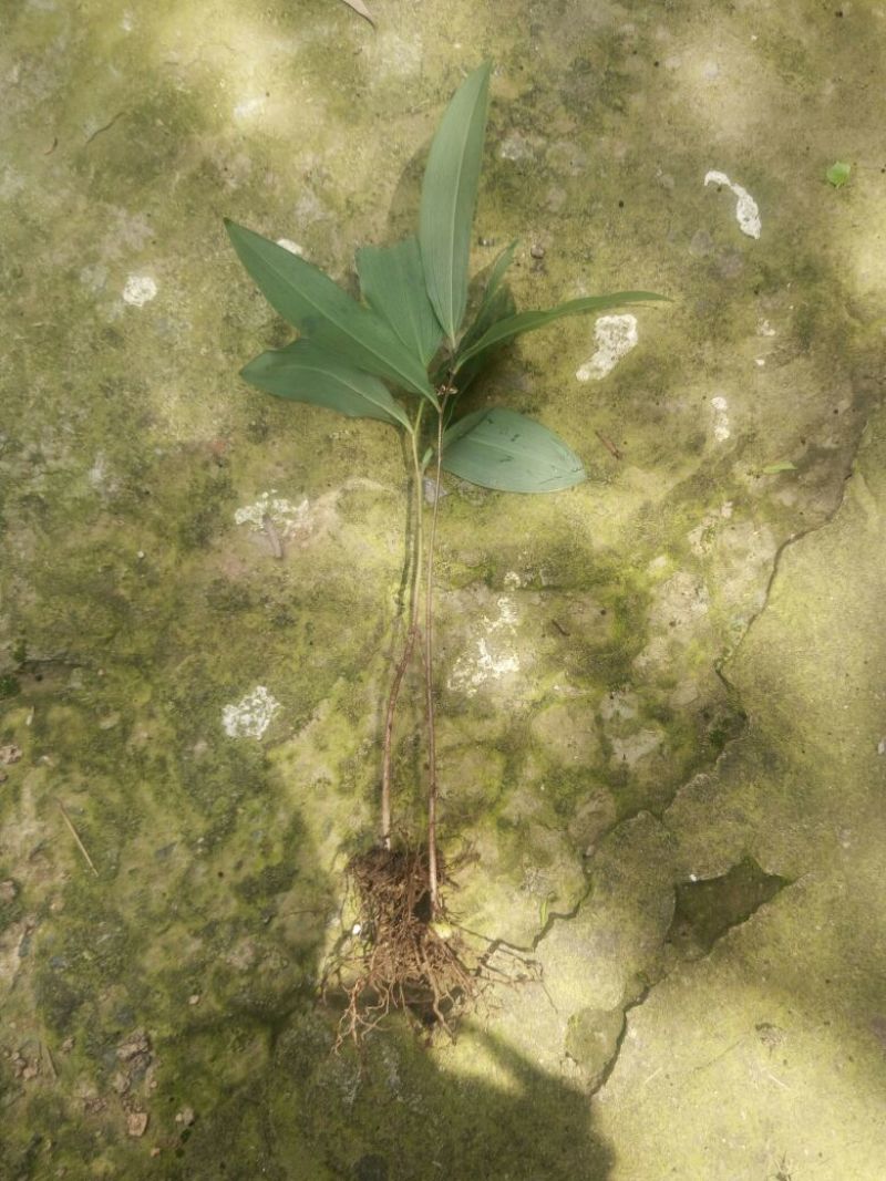 黄精种苗，统货纯野生一至两年苗。