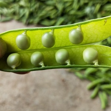 青豌豆较饱满