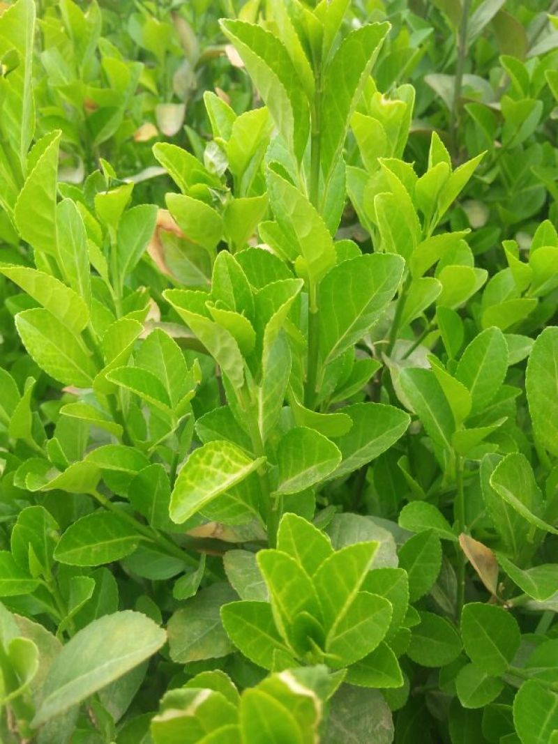 胶州卫矛4~6cm4cm以下0.5~1米