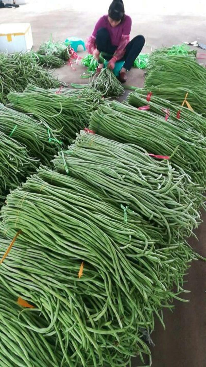 徐闻县精品长豆角产地直发60厘米以上，可供超市和加工