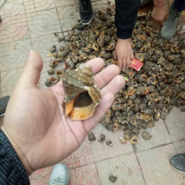 海螺食用鲜活2~5只/kg