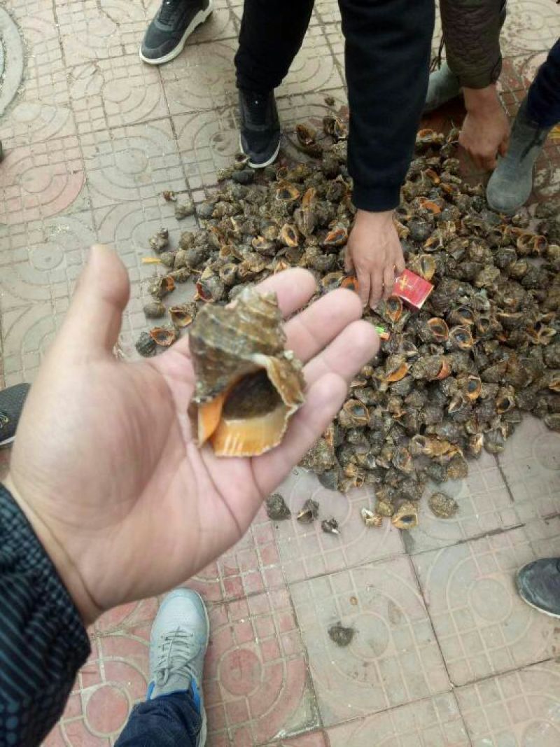 海螺食用鲜活2~5只/kg