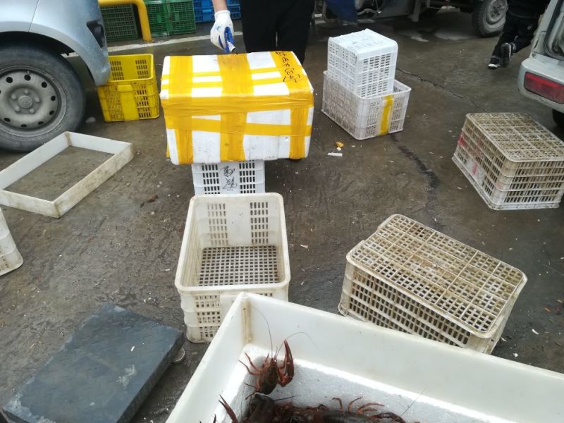 克氏原螯虾稻田套养4-6钱（20-30克）活虾