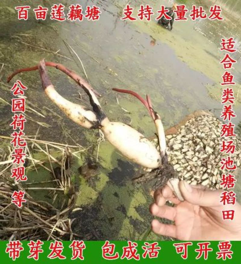 荷花见水就活简单易种颗颗带芽